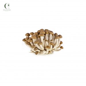 Nấm ngọc châm nâu